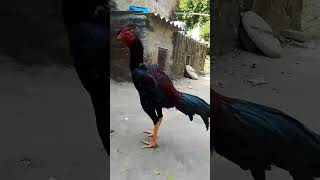 yakut murga aseelmurge 🐓😍aseelmurga subscribe youtubeshorts trending newstatusshorts [upl. by Lyrej]