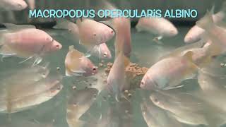 Macropodus opercularis ALBINO [upl. by Costin283]