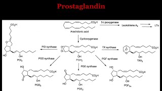 Prostaglandin [upl. by Lucchesi256]