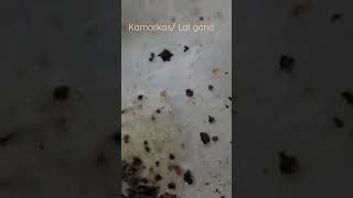 Add kamarkas Lal gond to ladoo or panjeeri 😋 health food newweightlossshorts youtubeshorts [upl. by Jacquenette]