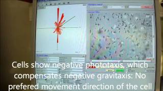 Euglena gracilis Gravitaxis and phototaxis photophobic responses [upl. by Samoht934]