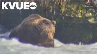 Fat Bear Week returns to Alaska [upl. by Enilrad781]