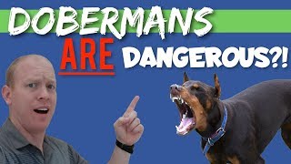 How Dangerous Can a Doberman Really Be [upl. by Idelle]