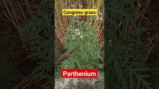 Parthenium hysterophorus  Family Asteraceae  कांग्रेस घास biologicalfacts agriculture [upl. by Ho]