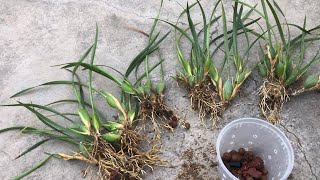 04052022 Repotting the Maxillaria tenuifolia腋唇兰（椰子兰）的分株上盆与种植的详细要领 [upl. by Ehman]