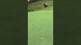 Crazy One Foot Putt on Hole 5 at Pursell Farms shorts golf [upl. by Janela]