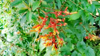 Firebush Shrub  Hummingbird bush  Scarlet bush Hamelia patens [upl. by Nisbet]