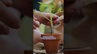 La fotosíntesis de las plantas  shortsyoutube plantas naturaleza [upl. by Ayikal]