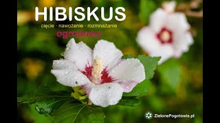 Hibiskus ogrodowy  cięcie nawożenie rozmnażanie [upl. by Acinet]