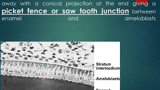 Amelogenesis Dental Anatomy amp Histology  Topic for I BDS students [upl. by Perrine]