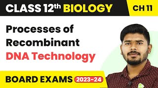 Processes of Recombinant DNA Technology  Biotechnology Principles and Processes  Class 12 Biology [upl. by Aveneg]