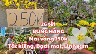 26 tết Chợ hoa tết Trường đua Phú Thọ q11 BUNG HÀNG RỒI Mai vàng 250k Tắc kiểng đẹp Bạch mai [upl. by Oly]