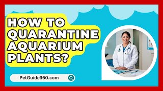 How To Quarantine Aquarium Plants  PetGuide360com [upl. by Abran282]