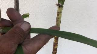 How to Do the Right Pruning of a Cordyline  Vargas Landscaping Presents [upl. by Reid]