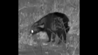 African Civet mooching around at Mabula Gnu [upl. by Kraul608]