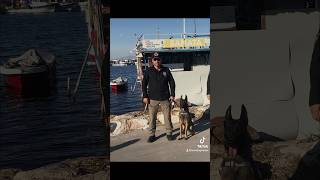 Görev köpekeğitimi köpek policedogtraining puppy dogtraining keşfet malinois follow [upl. by Mcspadden]