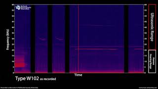 Ultrasonic calls of the Weddell seal Antarctica  NEW scientific discovery [upl. by Aubrette98]