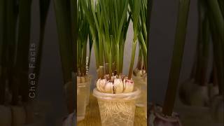 How to Grow Garlic at Home Using Plastic Glass plants shorts farming [upl. by Emelen]