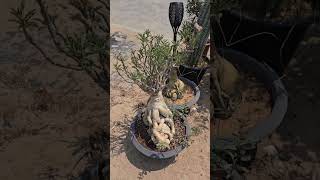 Know Dubais Communities 05 Barsha South 1  Spring Rose Plant Nursery near Aswaaq [upl. by Ahcsas201]