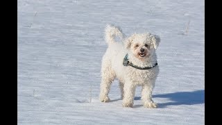 Bichon Frises Uncovered MustKnow Facts shorts dog doglover shortvideo [upl. by Daj]