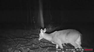 Trail Camera  7 Footage from 482024 to 4272024 [upl. by Mylan]