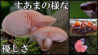 幻のホシアンズタケに到達！ ウラベニガサは爆発だ！ 20240617 [upl. by Epps]