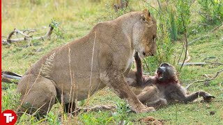 10 Times Baboons Trolling Went Horribly Wrong [upl. by Zerline]