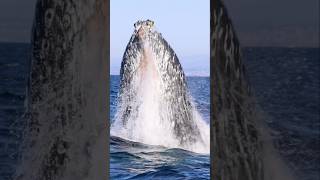 An ocean giant explodes from the depths in San Diego whale viral [upl. by Hsiri]