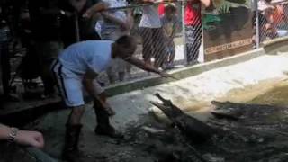 Untamed and Uncut  Gator Attacks Handler [upl. by Primavera]