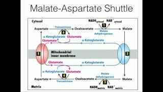 Glycerophosphate Shuttle Mitochondrial NADH Transport [upl. by Tawnya452]