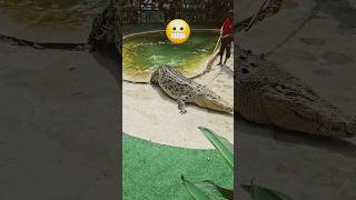 😬Malaysia Largest Crocodile🤒vikmanvibes travel shorts adventure crocodile [upl. by Eeslehc]