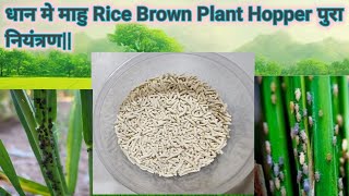 स्मार्ट किसान धान में भूरा मांहु को ऐसे नियंतरण करते हैं BPH control in rice crop [upl. by Ashlen496]