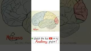 Anatomy of the Brain  Lateral Surface…anatomy physiology neuroanatomy biology nurse doctor [upl. by Norward]