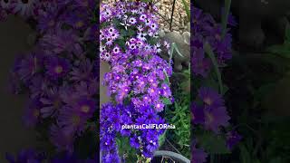 Osteospermum pericallis blooming in March 262024 [upl. by Rambort]