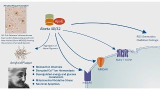 Alzheimers Disease APP Processing amp Amyloid Plaque Formation [upl. by Lindblad821]