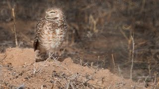 Burrowing Owl Calling [upl. by Christoph105]