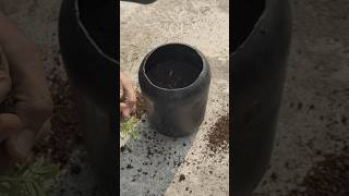 🔴Grow 🤯Marigold Plants Easily at Home StepbyStep Guide to Lush Bloomsorganicgardening shortsfeed [upl. by Cameron]