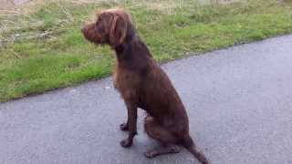 Pudelpointer Maximilian at 10mths [upl. by Chlo]