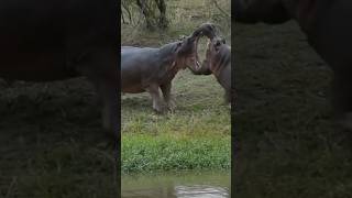 Hippo Vs Hippo Hippo real fight Hippo attack crocodile so dangerous Hippo baby Hippo [upl. by Banquer]