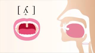 ʎ̝  voiced dorsal palatal lateral fricative [upl. by Dori597]