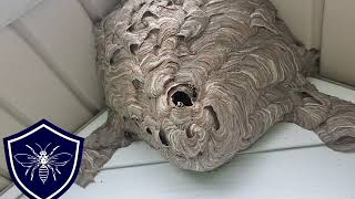 Hornet Nest Removal Downingtown PA [upl. by Lav]