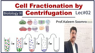 Biology XI  Cell Fractionation  Homogenization  Sedimentation  centrifugation [upl. by Llednav]