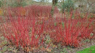 ⟹ Red Twig Dogwood  Cornus sericea  Trees of north America [upl. by Onahpets824]