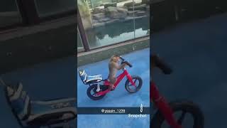 Rare footage of monkey riding bike🙉lol subscribe funny gorillatag [upl. by Lewanna]