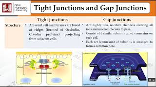 Intercellular connections and communications [upl. by Ynohta]