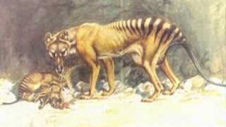 Thylacine facts [upl. by Keri]