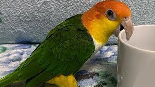 White Bellied Caique Funny  Caique Parrot Talking [upl. by Retrop675]