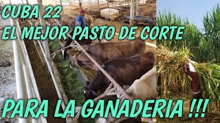 CUBA 22 el mejor pasto de corte para la ganaderia Finca las Flores el Salvador 🇸🇻 [upl. by Dom]