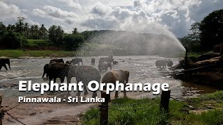 Pinnawala Elephant Orphanage A MustVisit in Sri Lanka [upl. by Eisor875]