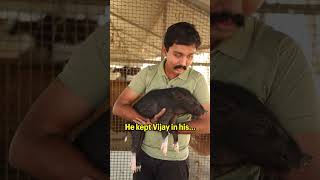 Meet Vijay the pig animals pigs piggy animalrescue rescued animalsanctuary viral [upl. by Nemajneb202]